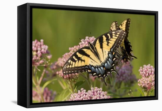 Two Eastern Tiger Swallowtails Feed on Milkweed in a Virginia Wetland-Neil Losin-Framed Premier Image Canvas