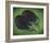 Two Eggplants-Will Rafuse-Framed Giclee Print