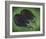 Two Eggplants-Will Rafuse-Framed Giclee Print