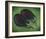 Two Eggplants-Will Rafuse-Framed Giclee Print