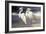 Two Egrets on the beach-Vivienne Dupont-Framed Art Print