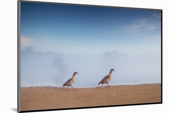 Two Egyptian Geese, Alopochen Aegyptiacus, Walk By A Misty Lake In Richmond Park At Sunrise-Alex Saberi-Mounted Premium Photographic Print