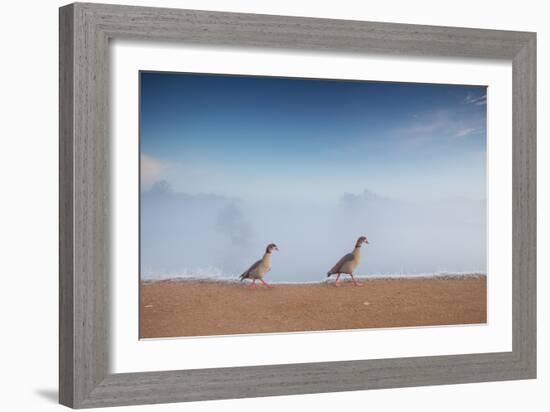 Two Egyptian Geese, Alopochen Aegyptiacus, Walk By A Misty Lake In Richmond Park At Sunrise-Alex Saberi-Framed Photographic Print