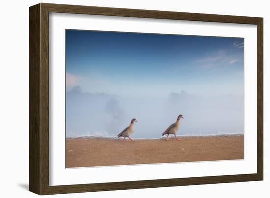 Two Egyptian Geese, Alopochen Aegyptiacus, Walk By A Misty Lake In Richmond Park At Sunrise-Alex Saberi-Framed Photographic Print