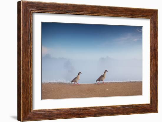 Two Egyptian Geese, Alopochen Aegyptiacus, Walk By A Misty Lake In Richmond Park At Sunrise-Alex Saberi-Framed Photographic Print