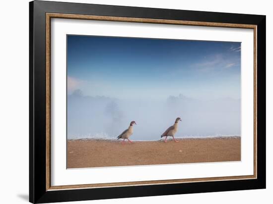 Two Egyptian Geese, Alopochen Aegyptiacus, Walk By A Misty Lake In Richmond Park At Sunrise-Alex Saberi-Framed Photographic Print