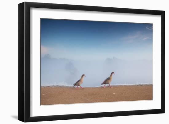 Two Egyptian Geese, Alopochen Aegyptiacus, Walk By A Misty Lake In Richmond Park At Sunrise-Alex Saberi-Framed Photographic Print