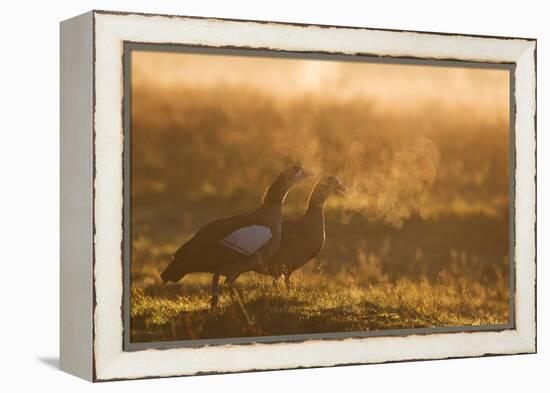 Two Egyptian Geese Call Out Together in the Misty Winter of Richmond Park-Alex Saberi-Framed Premier Image Canvas