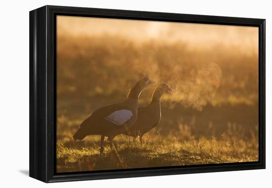 Two Egyptian Geese Call Out Together in the Misty Winter of Richmond Park-Alex Saberi-Framed Premier Image Canvas