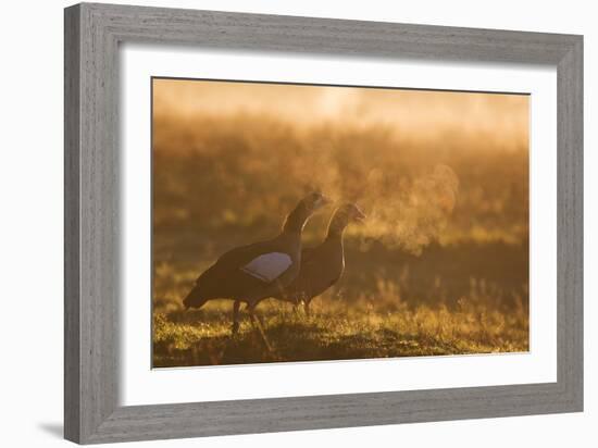 Two Egyptian Geese Call Out Together in the Misty Winter of Richmond Park-Alex Saberi-Framed Photographic Print