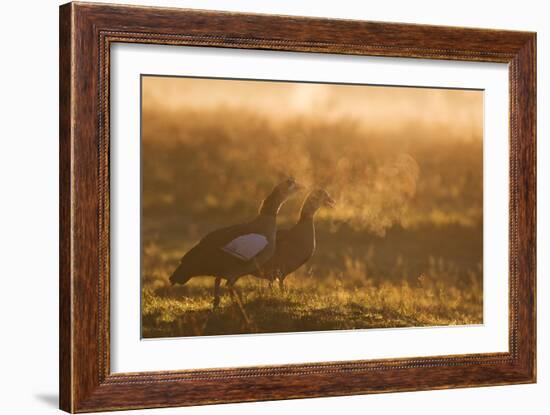 Two Egyptian Geese Call Out Together in the Misty Winter of Richmond Park-Alex Saberi-Framed Photographic Print