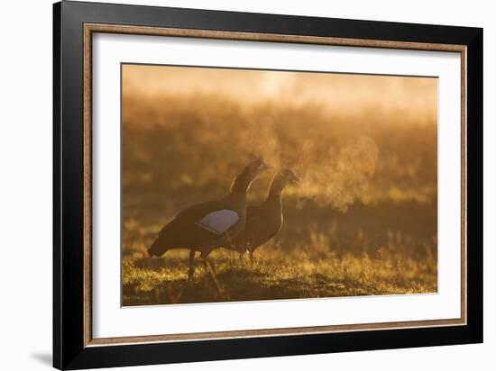 Two Egyptian Geese Call Out Together in the Misty Winter of Richmond Park-Alex Saberi-Framed Photographic Print