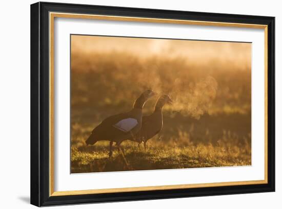 Two Egyptian Geese Call Out Together in the Misty Winter of Richmond Park-Alex Saberi-Framed Photographic Print