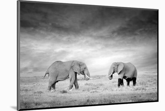 Two Elephant in the Wild - National Park Kenya-Volodymyr Burdiak-Mounted Photographic Print