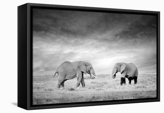 Two Elephant in the Wild - National Park Kenya-Volodymyr Burdiak-Framed Premier Image Canvas