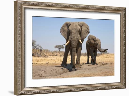 Two Elephants Stand Around A Water Hole-Karine Aigner-Framed Photographic Print