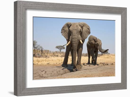 Two Elephants Stand Around A Water Hole-Karine Aigner-Framed Photographic Print