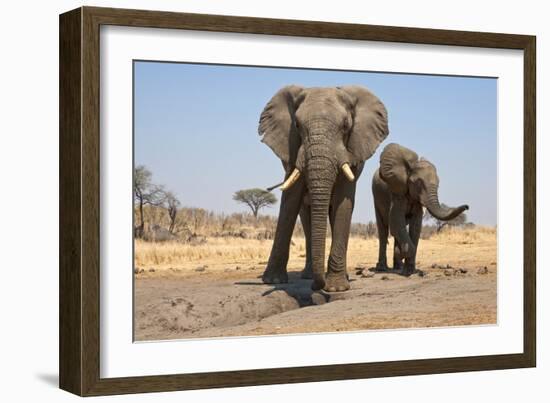 Two Elephants Stand Around A Water Hole-Karine Aigner-Framed Photographic Print