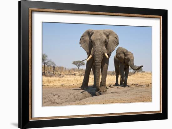 Two Elephants Stand Around A Water Hole-Karine Aigner-Framed Photographic Print