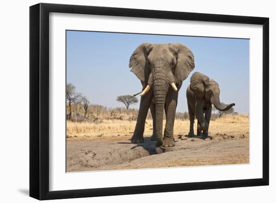 Two Elephants Stand Around A Water Hole-Karine Aigner-Framed Photographic Print
