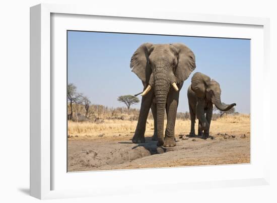 Two Elephants Stand Around A Water Hole-Karine Aigner-Framed Photographic Print