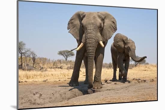 Two Elephants Stand Around A Water Hole-Karine Aigner-Mounted Photographic Print