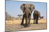 Two Elephants Stand Around A Water Hole-Karine Aigner-Mounted Photographic Print