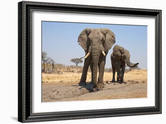 Two Elephants Stand Around A Water Hole-Karine Aigner-Framed Photographic Print