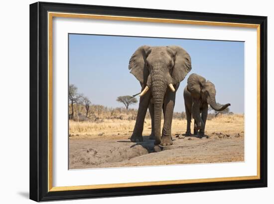 Two Elephants Stand Around A Water Hole-Karine Aigner-Framed Photographic Print