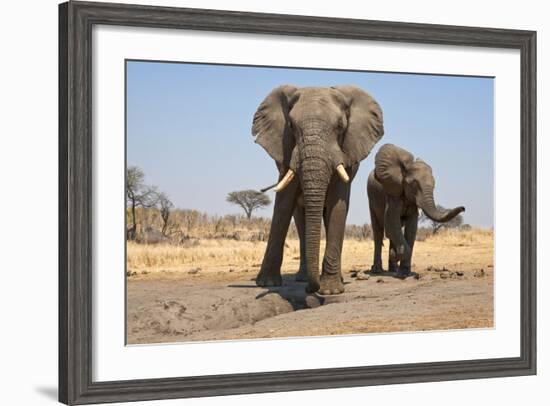 Two Elephants Stand Around A Water Hole-Karine Aigner-Framed Photographic Print