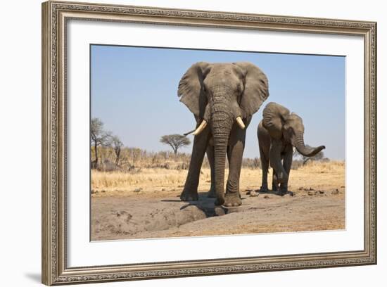 Two Elephants Stand Around A Water Hole-Karine Aigner-Framed Photographic Print