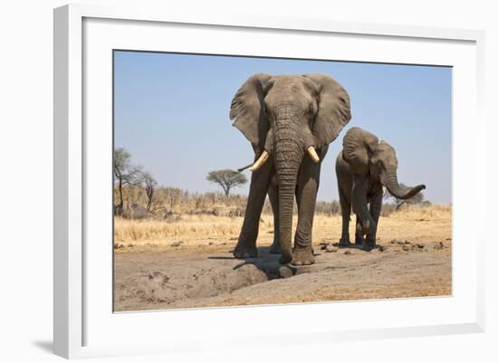 Two Elephants Stand Around A Water Hole-Karine Aigner-Framed Photographic Print