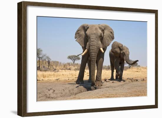 Two Elephants Stand Around A Water Hole-Karine Aigner-Framed Photographic Print