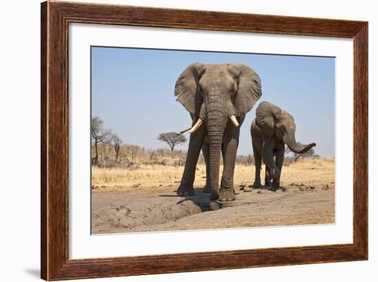 Two Elephants Stand Around A Water Hole-Karine Aigner-Framed Photographic Print