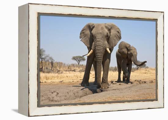 Two Elephants Stand Around A Water Hole-Karine Aigner-Framed Premier Image Canvas