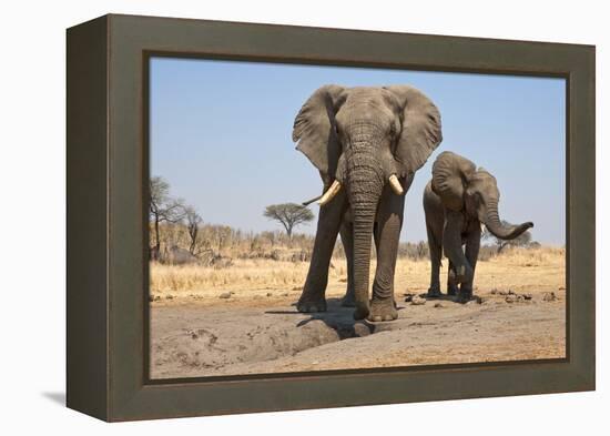 Two Elephants Stand Around A Water Hole-Karine Aigner-Framed Premier Image Canvas