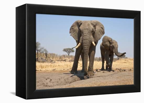 Two Elephants Stand Around A Water Hole-Karine Aigner-Framed Premier Image Canvas