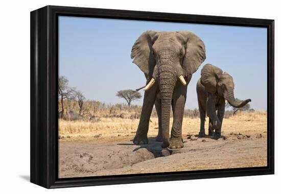 Two Elephants Stand Around A Water Hole-Karine Aigner-Framed Premier Image Canvas