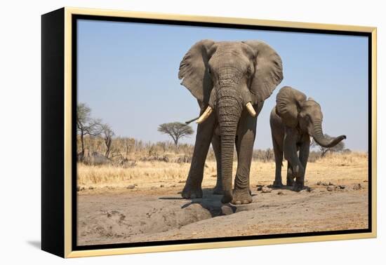 Two Elephants Stand Around A Water Hole-Karine Aigner-Framed Premier Image Canvas