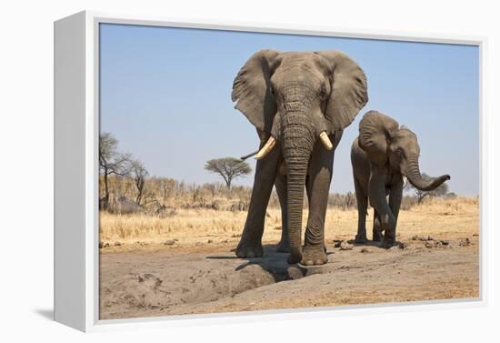 Two Elephants Stand Around A Water Hole-Karine Aigner-Framed Premier Image Canvas