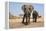 Two Elephants Stand Around A Water Hole-Karine Aigner-Framed Premier Image Canvas