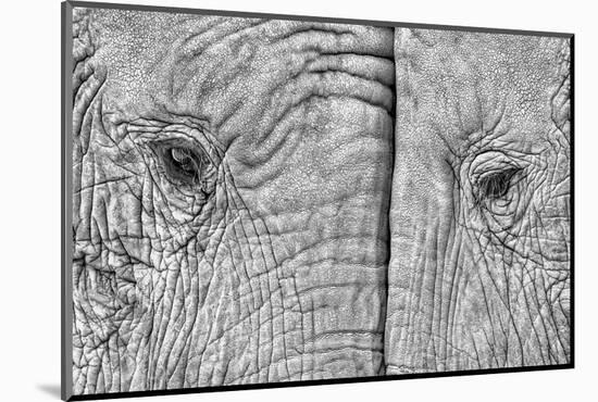 Two elephants-Juan Luis Duran-Mounted Photographic Print