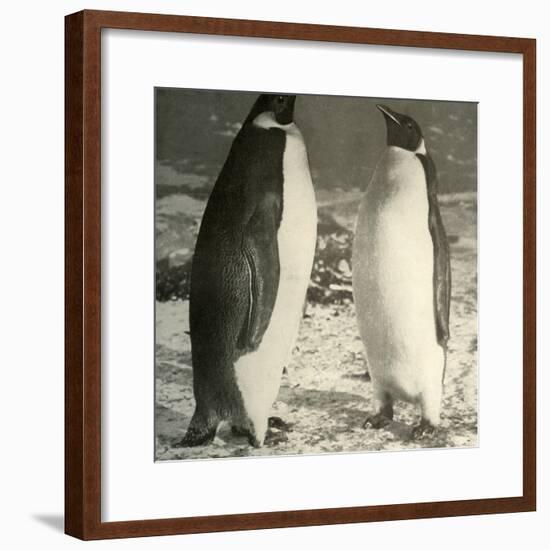 'Two Emperor Penguins', c1908, (1909)-Unknown-Framed Photographic Print