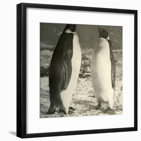 'Two Emperor Penguins', c1908, (1909)-Unknown-Framed Photographic Print