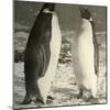 'Two Emperor Penguins', c1908, (1909)-Unknown-Mounted Photographic Print