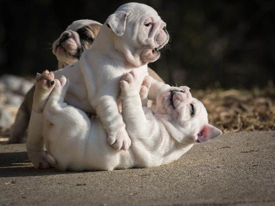 Two English Bulldog Puppies Play Fighting 6 Weeks Old