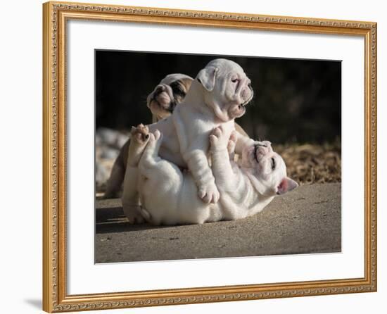 Two English Bulldog Puppies Play Fighting - 6 Weeks Old-Willee Cole-Framed Photographic Print