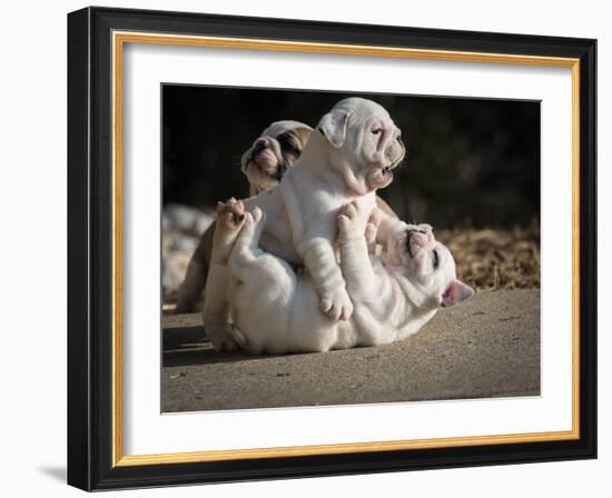Two English Bulldog Puppies Play Fighting - 6 Weeks Old-Willee Cole-Framed Photographic Print