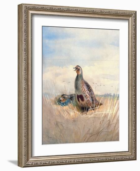 Two English Partridges, 1903-Archibald Thorburn-Framed Giclee Print