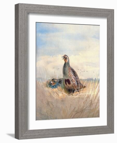 Two English Partridges, 1903-Archibald Thorburn-Framed Giclee Print